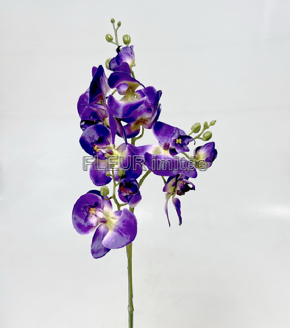 Orchidea x3  78cm 24/240