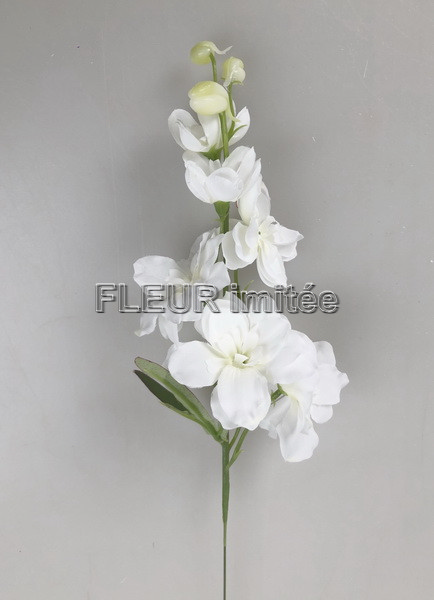 Delphinium záp.23cm S476 12/120