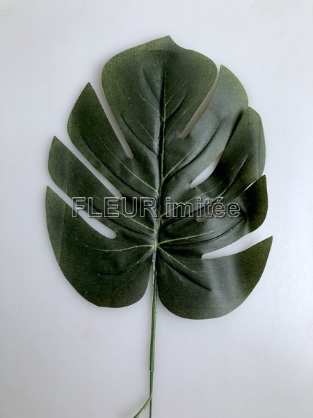 List monstera 16/42cm 12/960