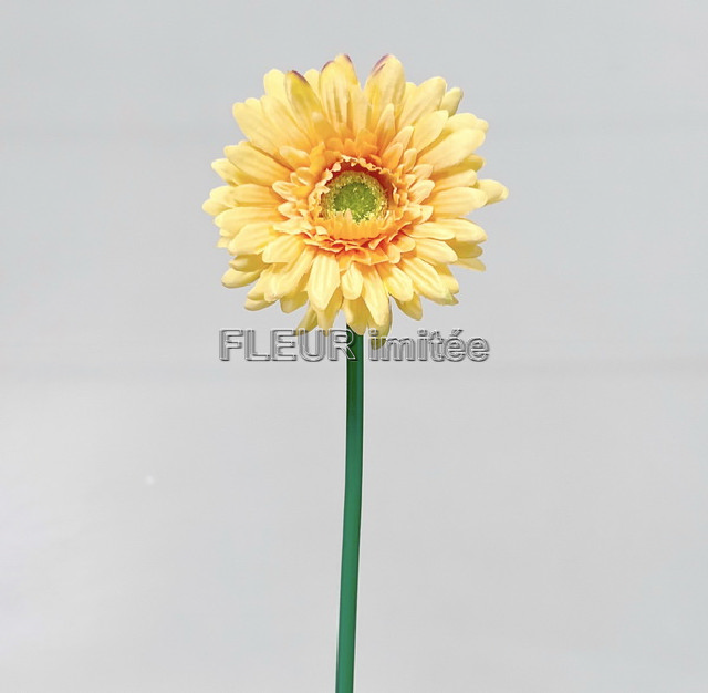 Gerbera x1 45cm  12/144