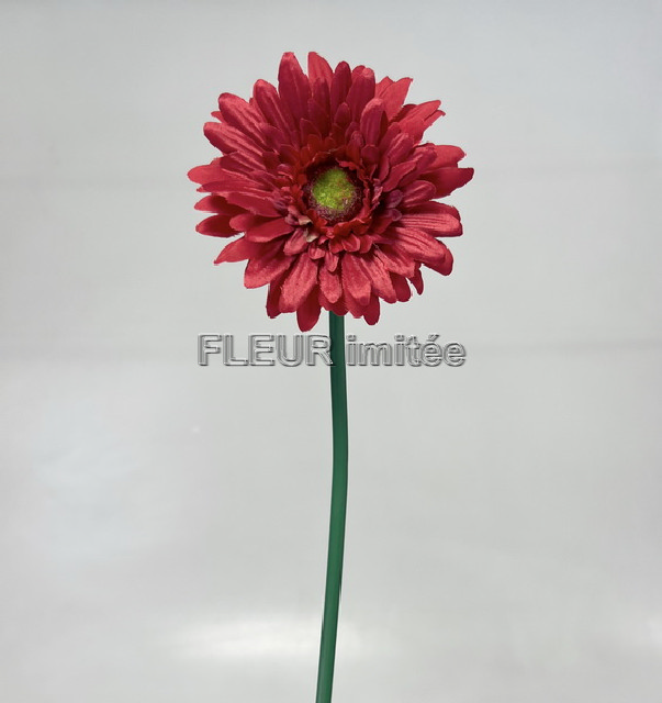 Gerbera x1 45cm  12/144