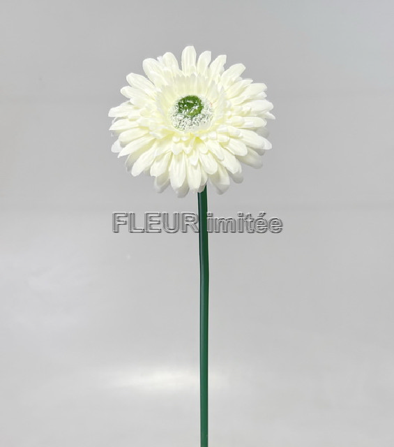 Gerbera x1 45cm  12/144