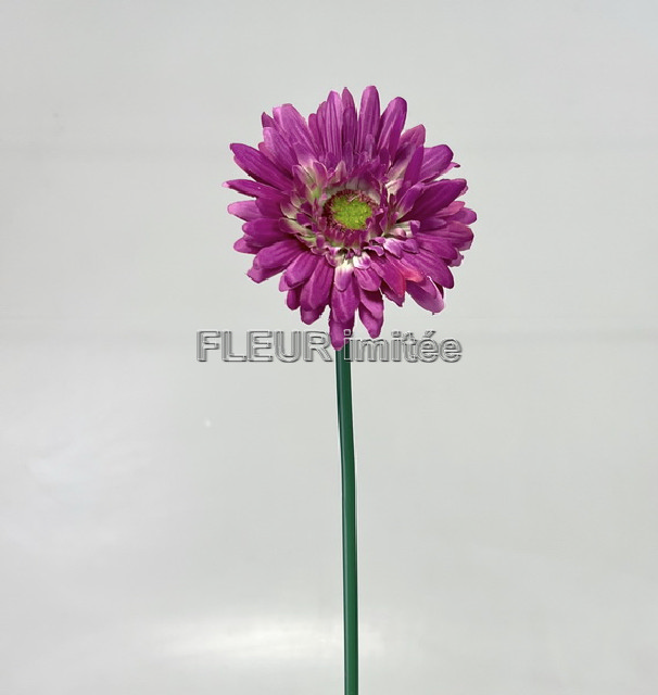 Gerbera x1 45cm  12/144