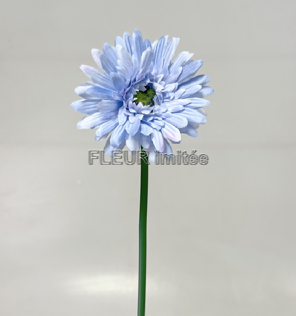 Gerbera x1 45cm  12/144