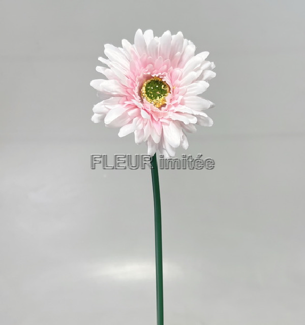 Gerbera x1 45cm  12/144