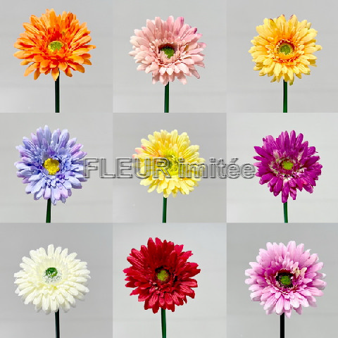 Gerbera x1 45cm  12/144