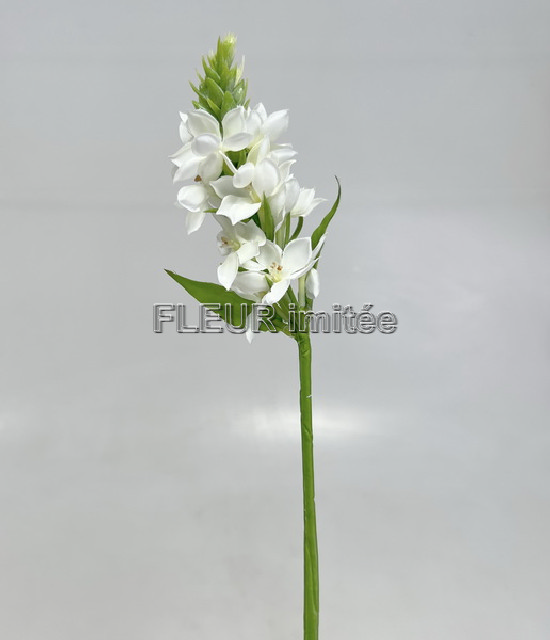 Ornitogalum 45cm 24/144