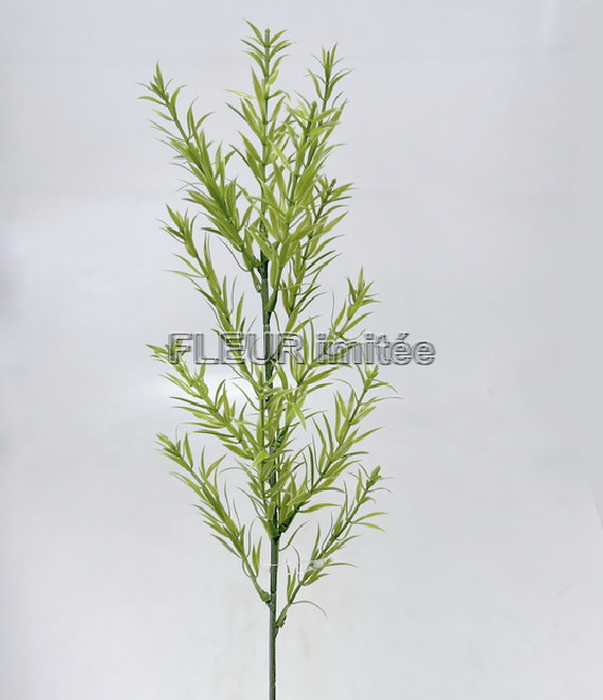 Asparagus x1 55cm 12/144