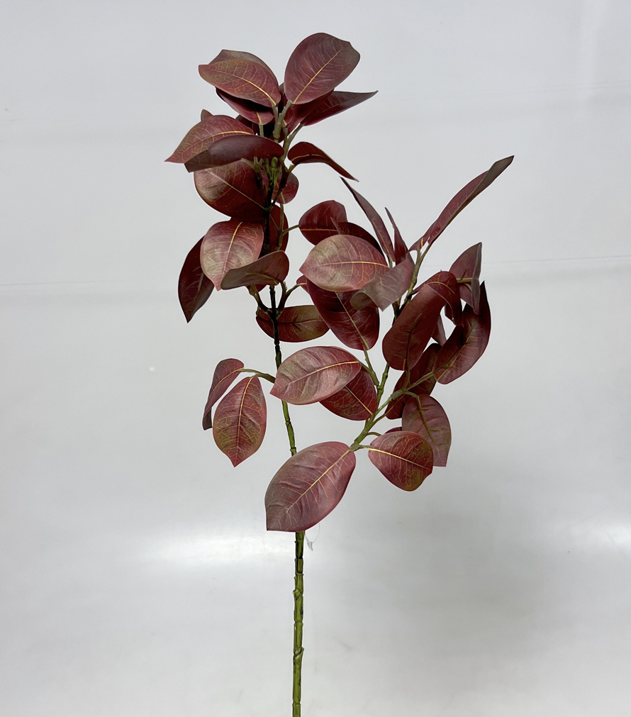 Cotinus 70cm 24/144