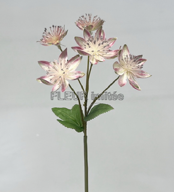 Astrantia x3 50cm 72/720