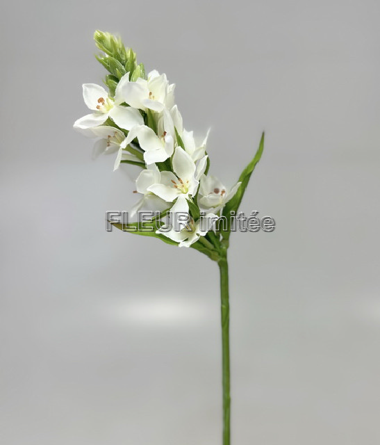 Ornitogalum 45cm 24/144