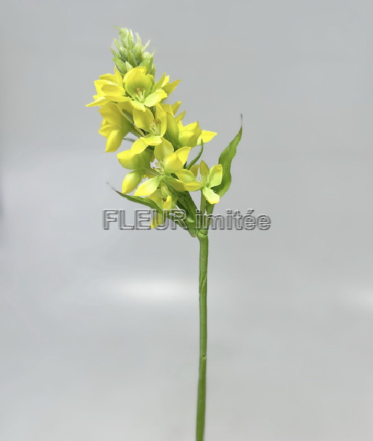 Ornitogalum 45cm 24/144