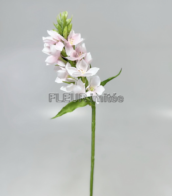 Ornitogalum 45cm 24/144