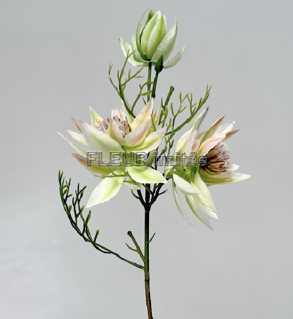 Nigella x3  35cm  6/72